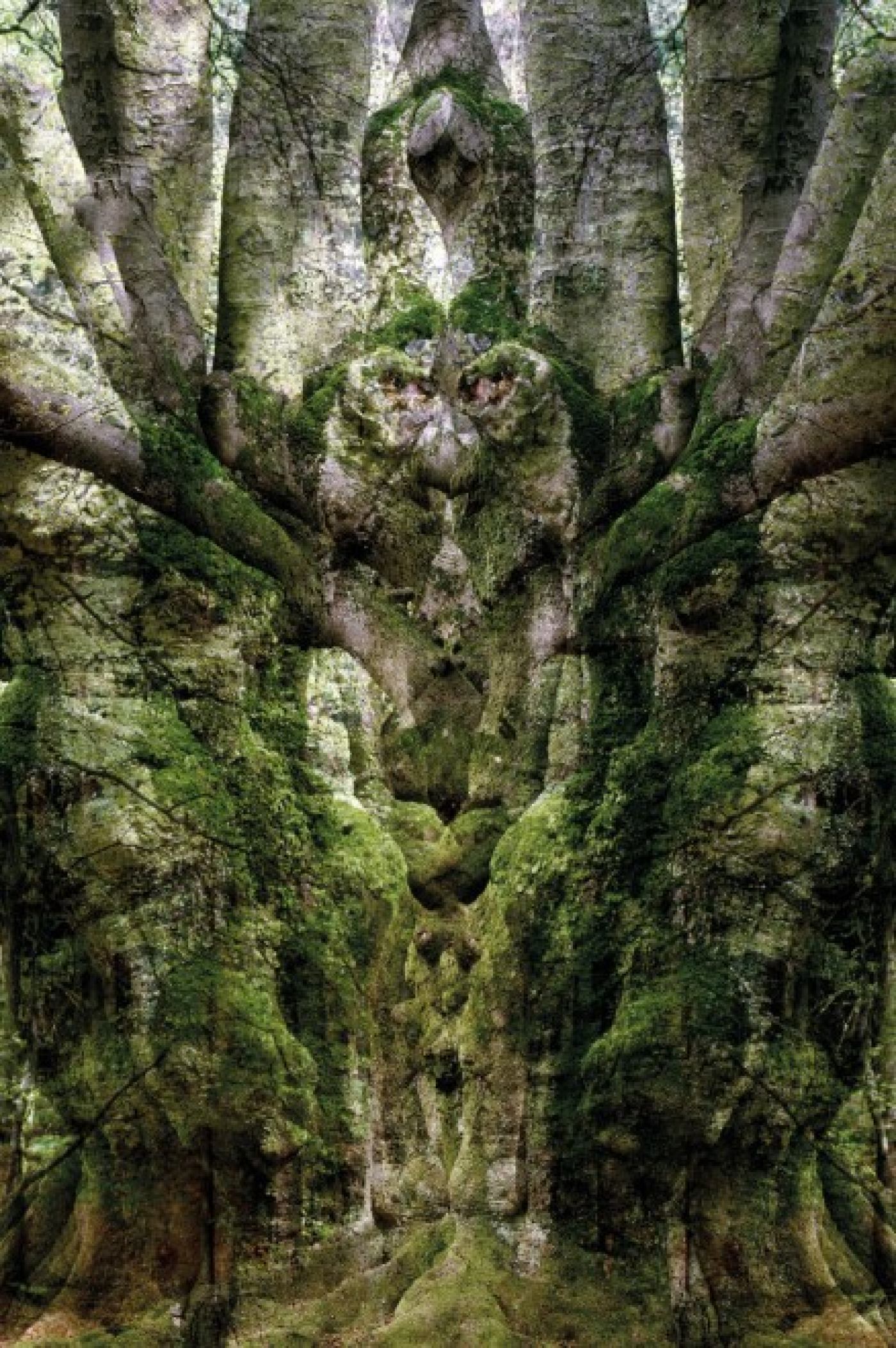 BAUM STEIN LANDSCHAFT | Deutsche Gesellschaft für Photographie e.V.